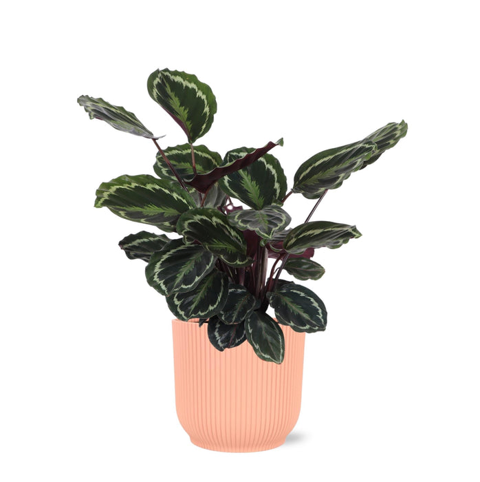 Calathea Medaljong Och Dess Kruka