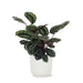 Calathea Medaljong Och Dess Kruka