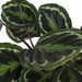 Calathea Medaljong Och Dess Kruka