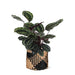 Calathea Medaljong Och Dess Kruka