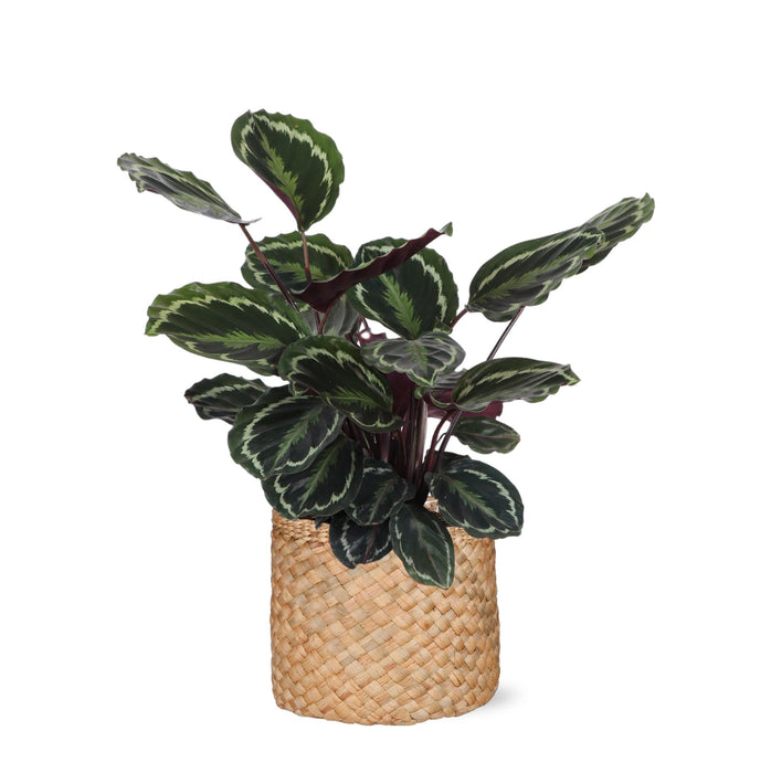 Calathea Medaljong Och Dess Kruka