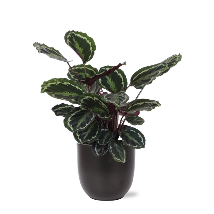 Calathea Medaljong Och Dess Kruka