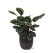 Calathea Medaljong Och Dess Kruka