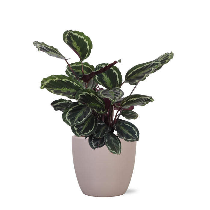 Calathea Medaljong Och Dess Kruka