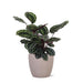 Calathea Medaljong Och Dess Kruka