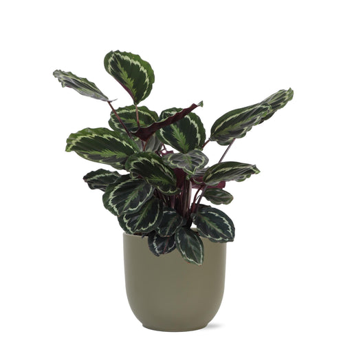 Calathea Medaljong Och Dess Kruka