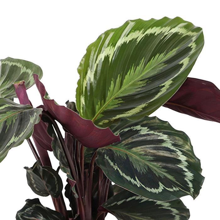 Calathea Medaljong