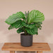 Calathea Orbifolia