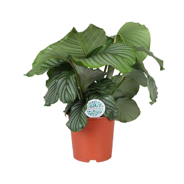 Calathea Orbifolia