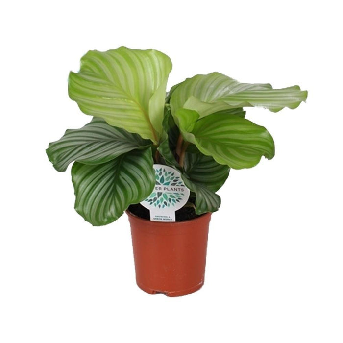 Calathea Orbifolia