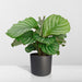 Calathea Orbifolia