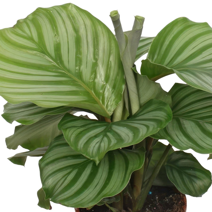 Calathea Orbifolia