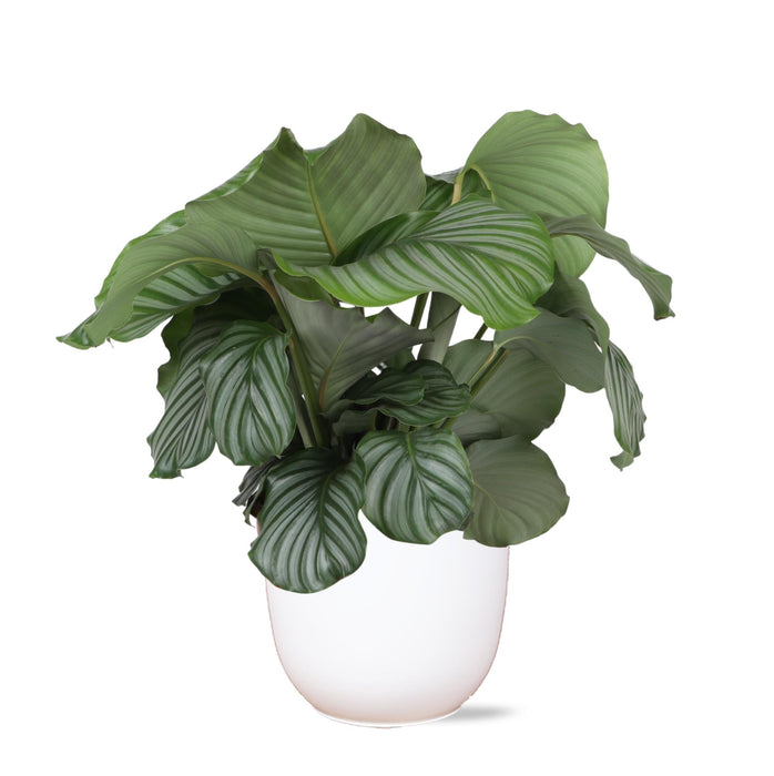 Calathea Orbifolia Och Dess Kruka