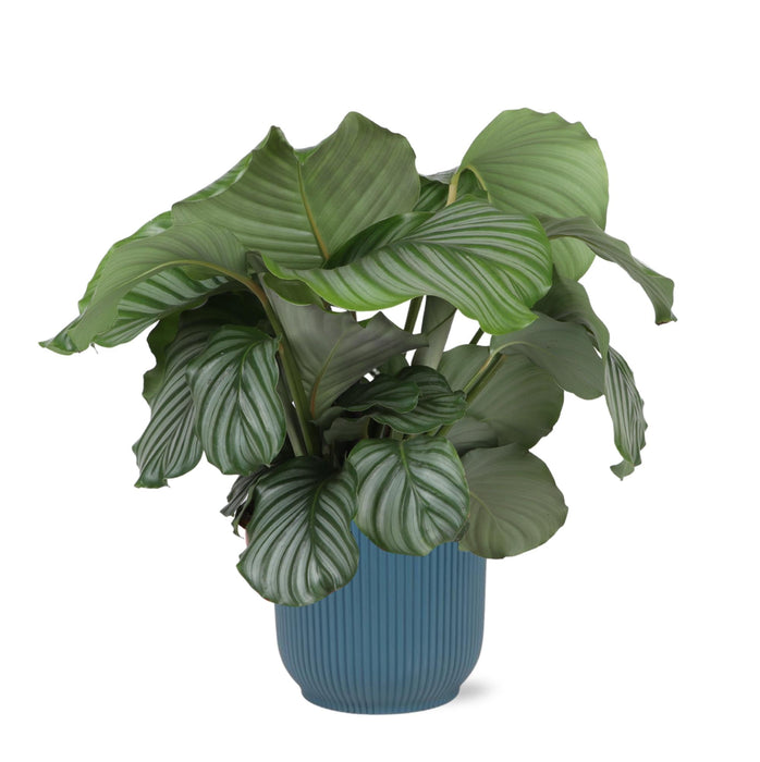 Calathea Orbifolia Och Dess Kruka