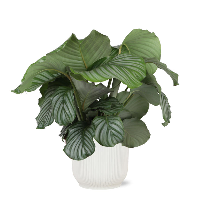 Calathea Orbifolia Och Dess Kruka