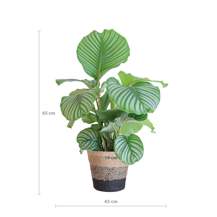 Calathea Orbifolia Och Dess Kruka