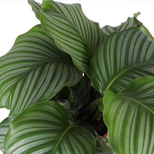 Calathea Orbifolia Och Dess Kruka