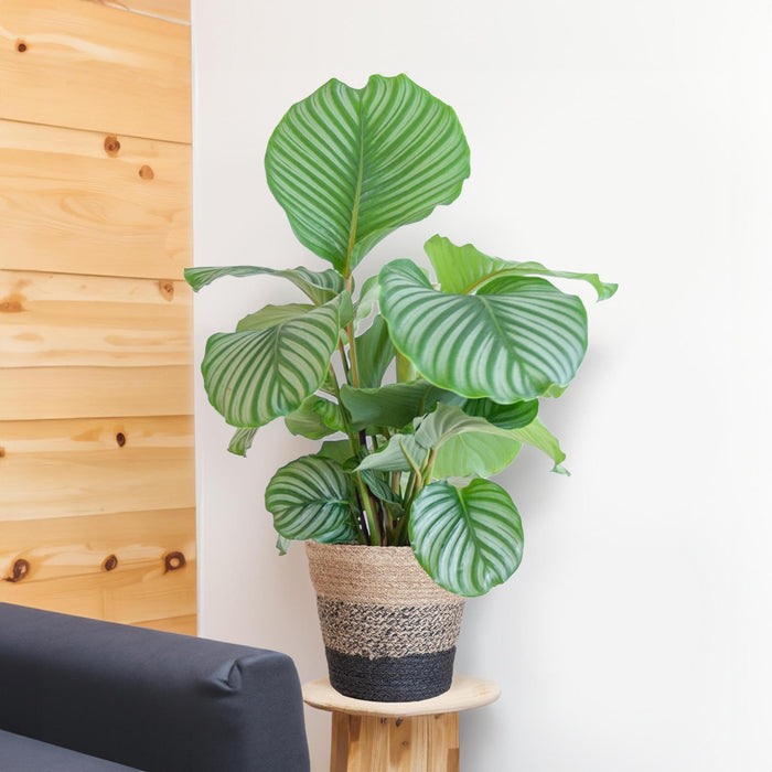 Calathea Orbifolia Och Dess Kruka