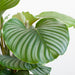 Calathea Orbifolia Och Dess Kruka