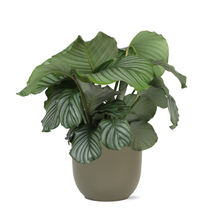 Calathea Orbifolia Och Dess Kruka