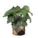 Calathea Orbifolia Och Dess Kruka