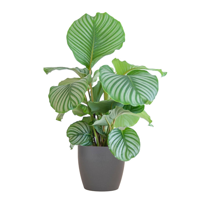 Calathea Orbifolia Och Dess Kruka