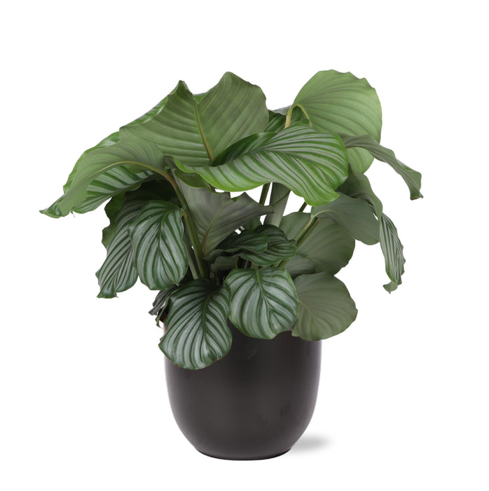 Calathea Orbifolia Och Dess Kruka