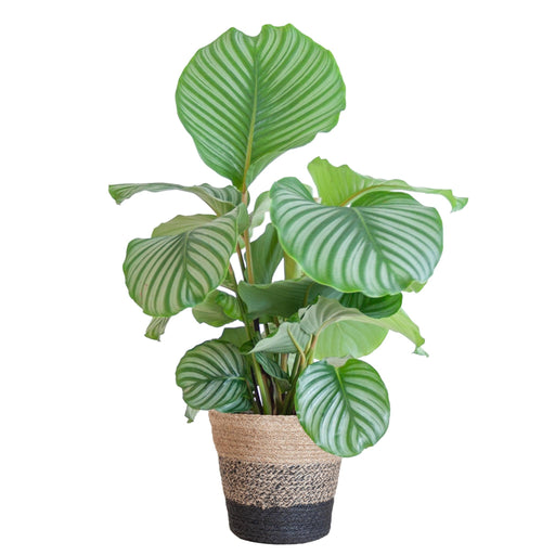 Calathea Orbifolia Och Dess Kruka