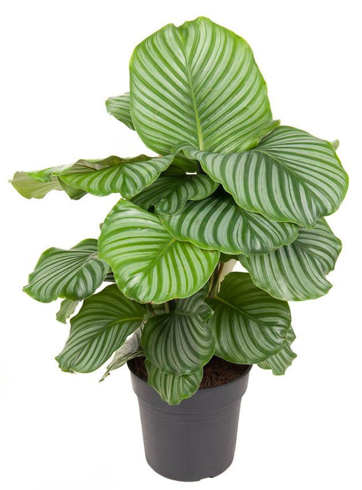 Calathea Orbifolia