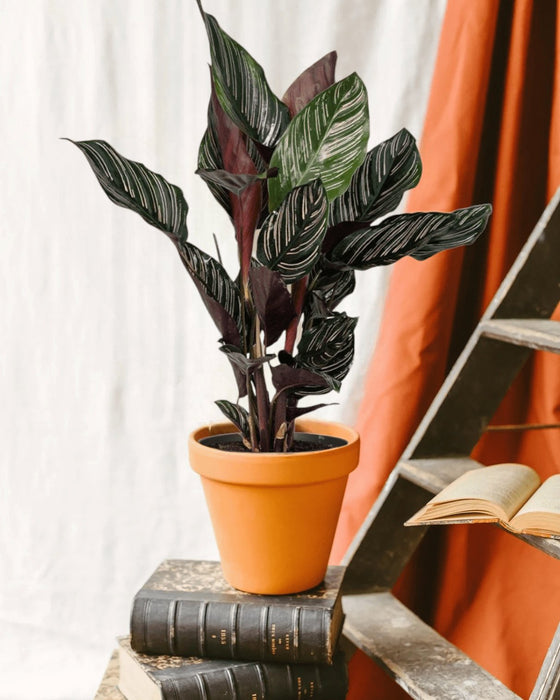 Calathea Ornata