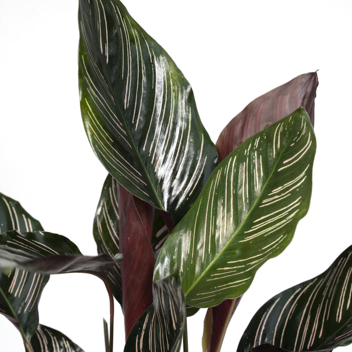 Calathea Ornata