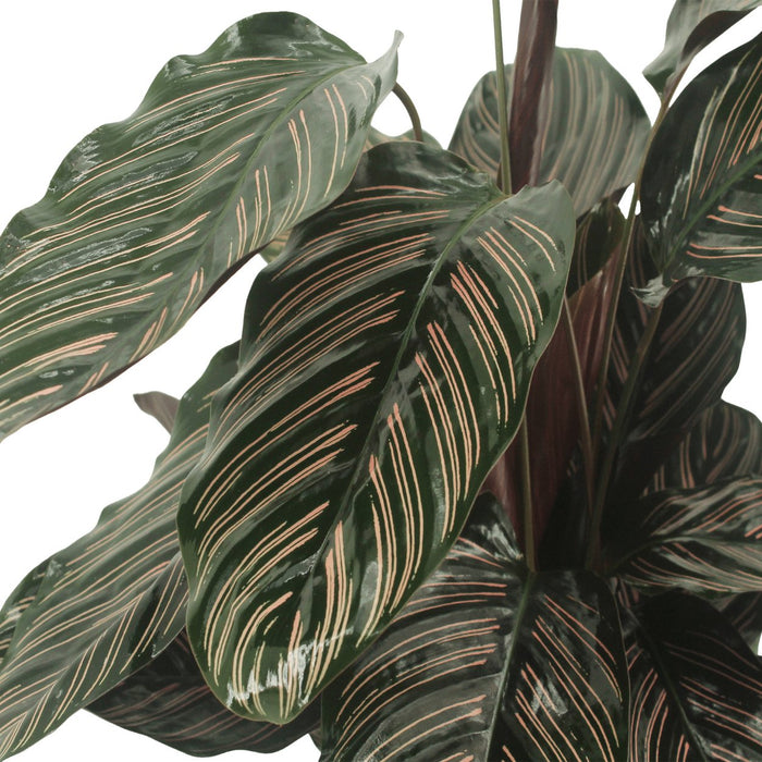 Calathea Ornata - Set Om 2