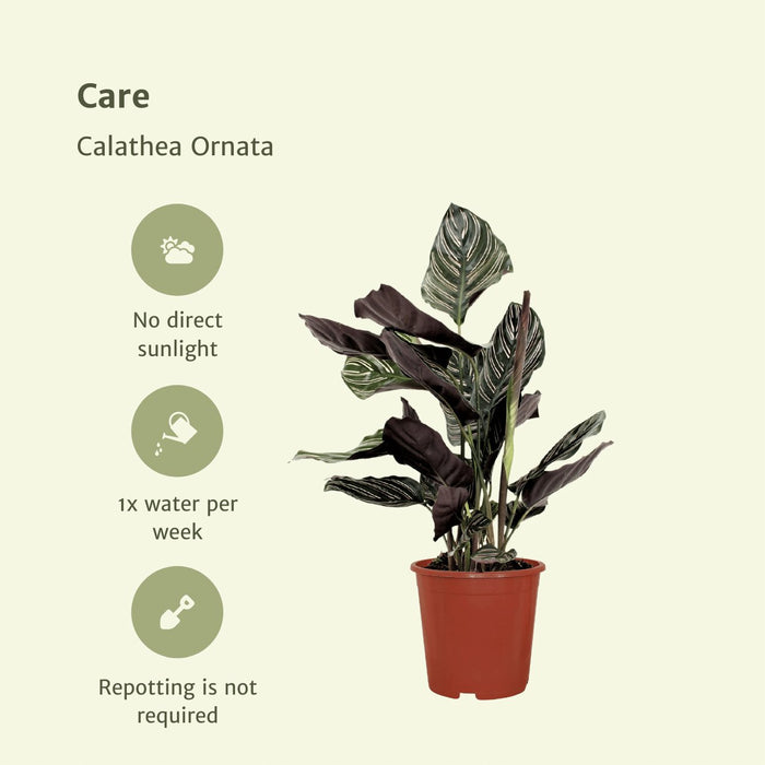 Calathea Ornata - Set Om 2