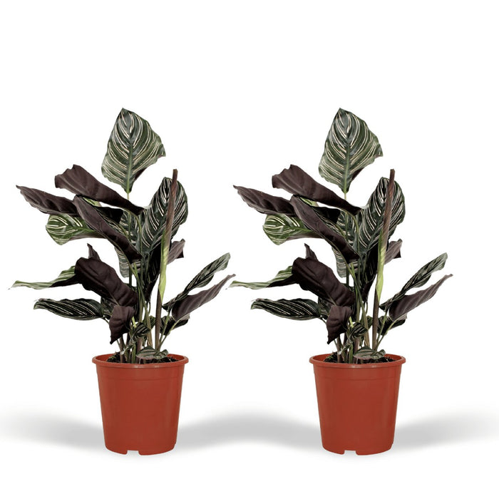 Calathea Ornata - Set Om 2