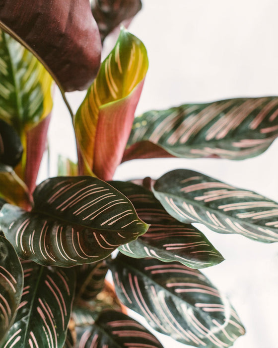 Calathea Ornata