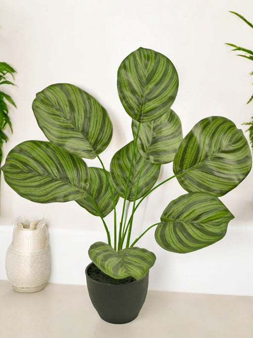 Calathea - Konstgjord Grön Växt