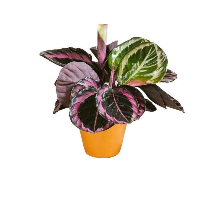 Calathea Roseopicta Dottie