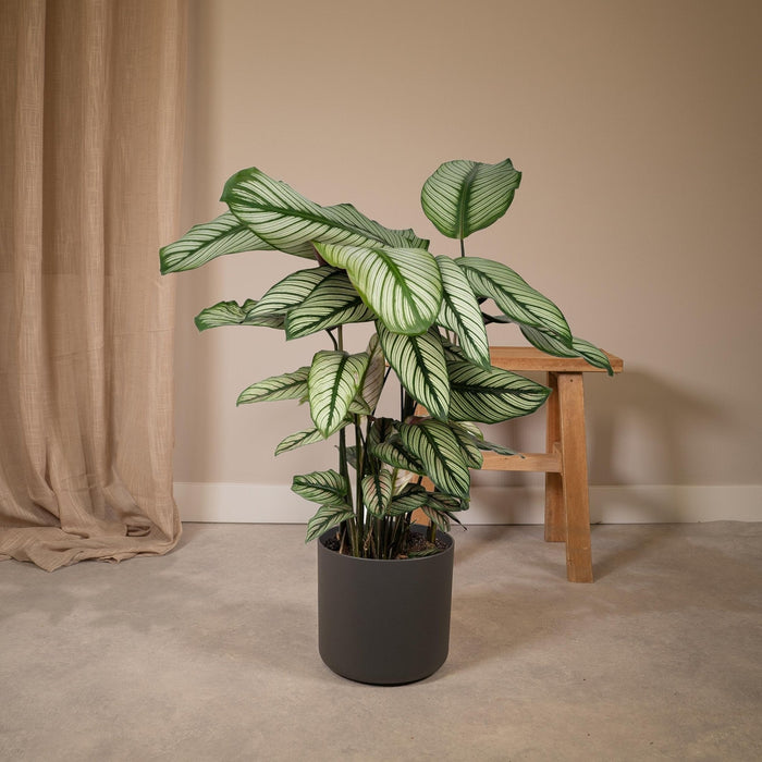 Calathea Whitestar