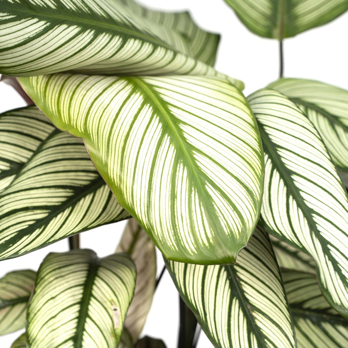 Calathea Whitestar