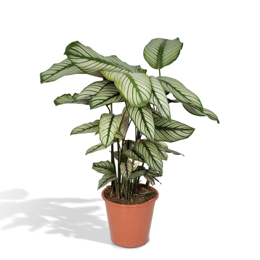 Calathea Whitestar