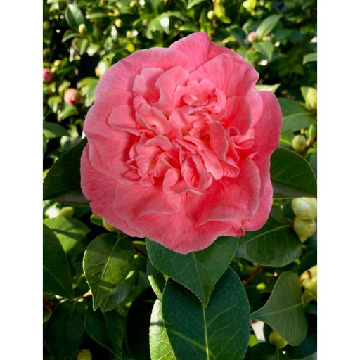 Camellia 'Mary Williams' - ↨70Cm - Ø24Cm - Blommande Utomhusväxt