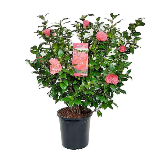 Camellia 'Mary Williams' - ↨70Cm - Ø24Cm - Blommande Utomhusväxt