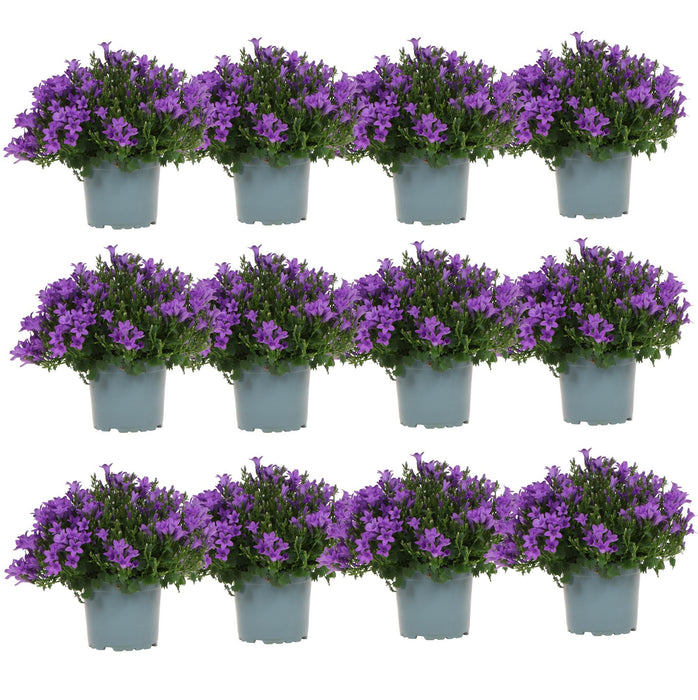 Campanula Addenda - 12 Vinterviolträdgårdsväxter