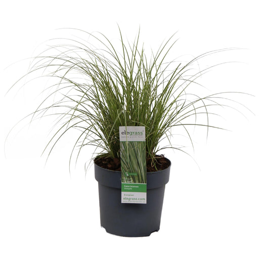 Carex Bruniena 'Variegata' - ↨30Cm - Ø14 - Gräs - Utomhusväxt