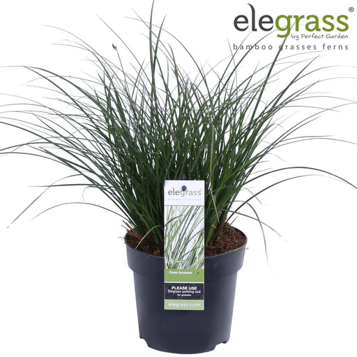 Carex Bruniena 'Variegata' - ↨30Cm - Ø14 - Gräs - Utomhusväxt