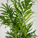 Chamaedorea Elegans - Set Om 2