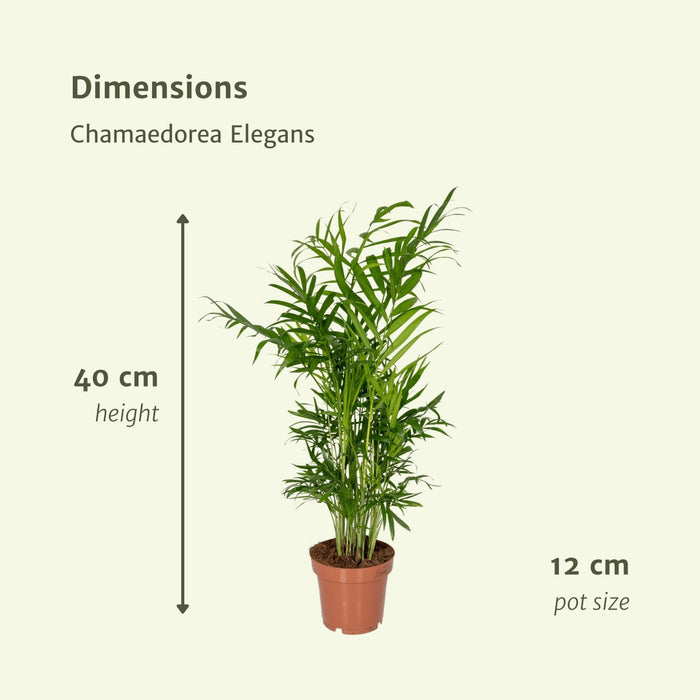 Chamaedorea Elegans - Set Om 2