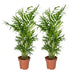 Chamaedorea Elegans - Set Om 2