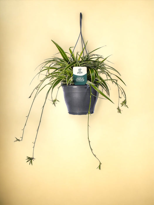 Chlorophytum Com 'Vittatum'