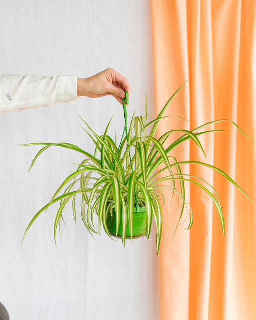 Chlorophytum Comosum 'Variegatum'